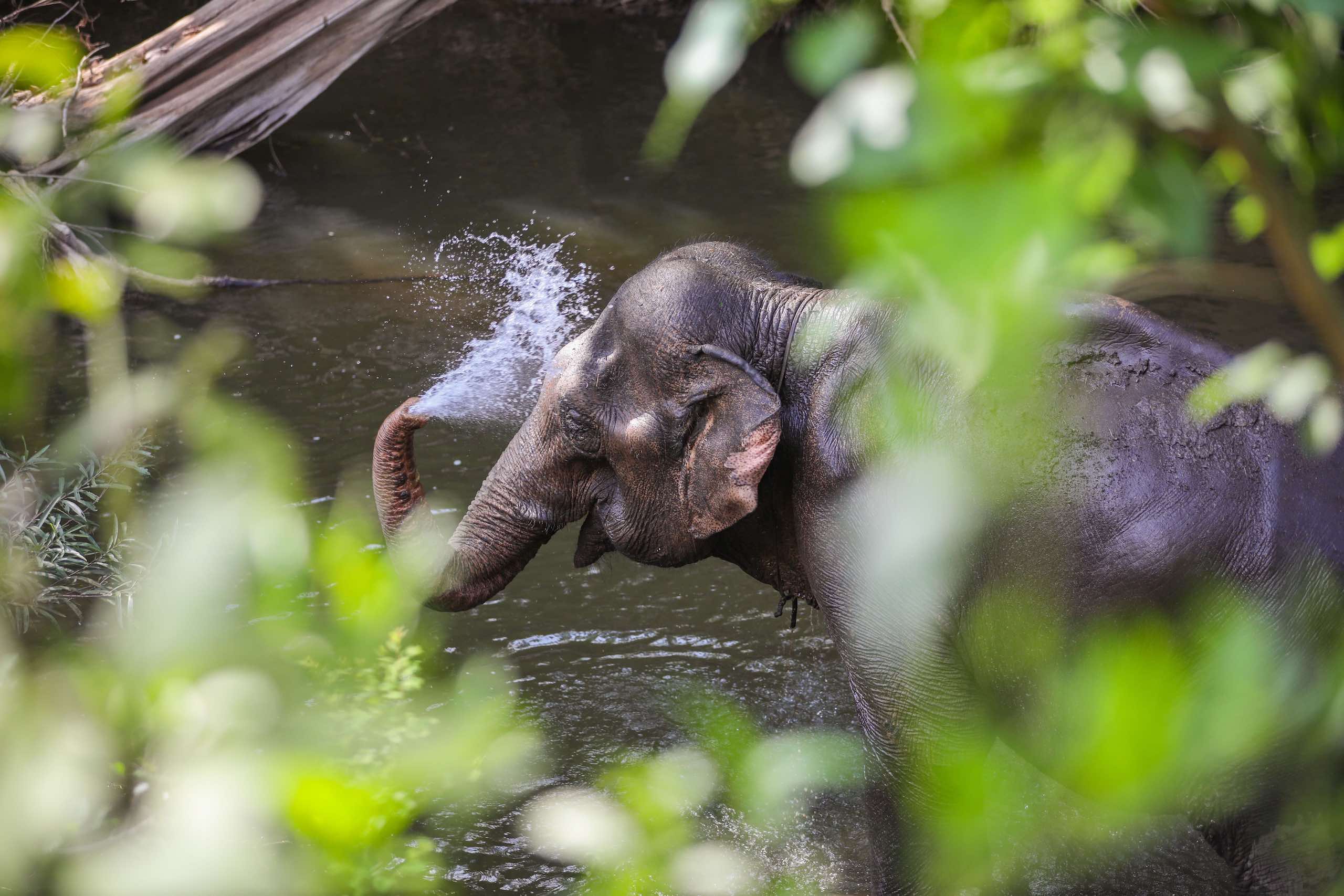 Conflict Threatens Vietnams Last Elephants