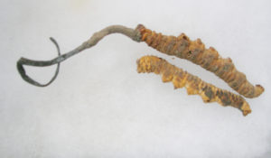 caterpillar fungus