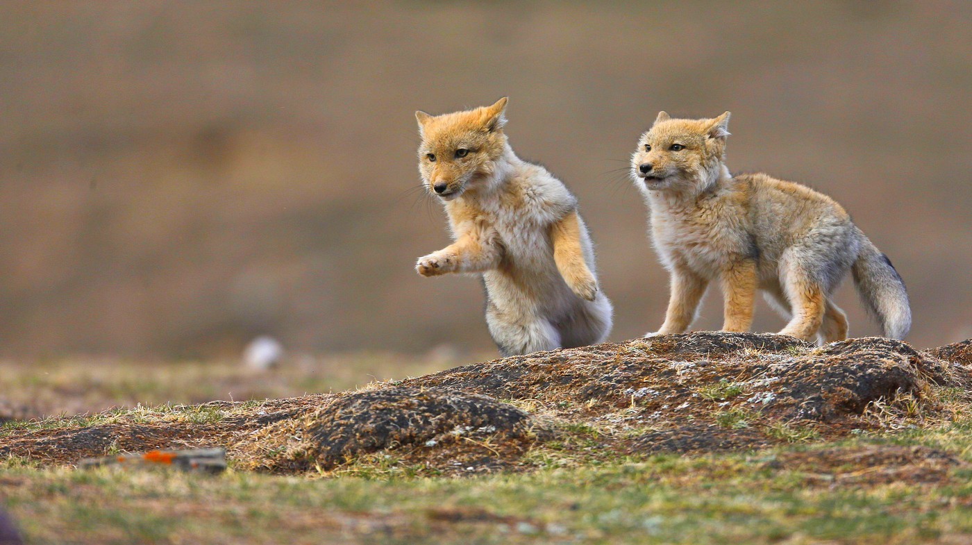 Tibetan Sand Fox