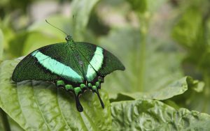 <p>A butterfly in the Botanic Garden of Montreal, Canada. Copyright: frontendeveloper.com</p>
