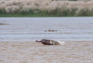 <p>After the extinction of the Yangtze dolphin, the Ganga dolphin is one of only three freshwater dolphins left in the world (Image: Alamy)</p>