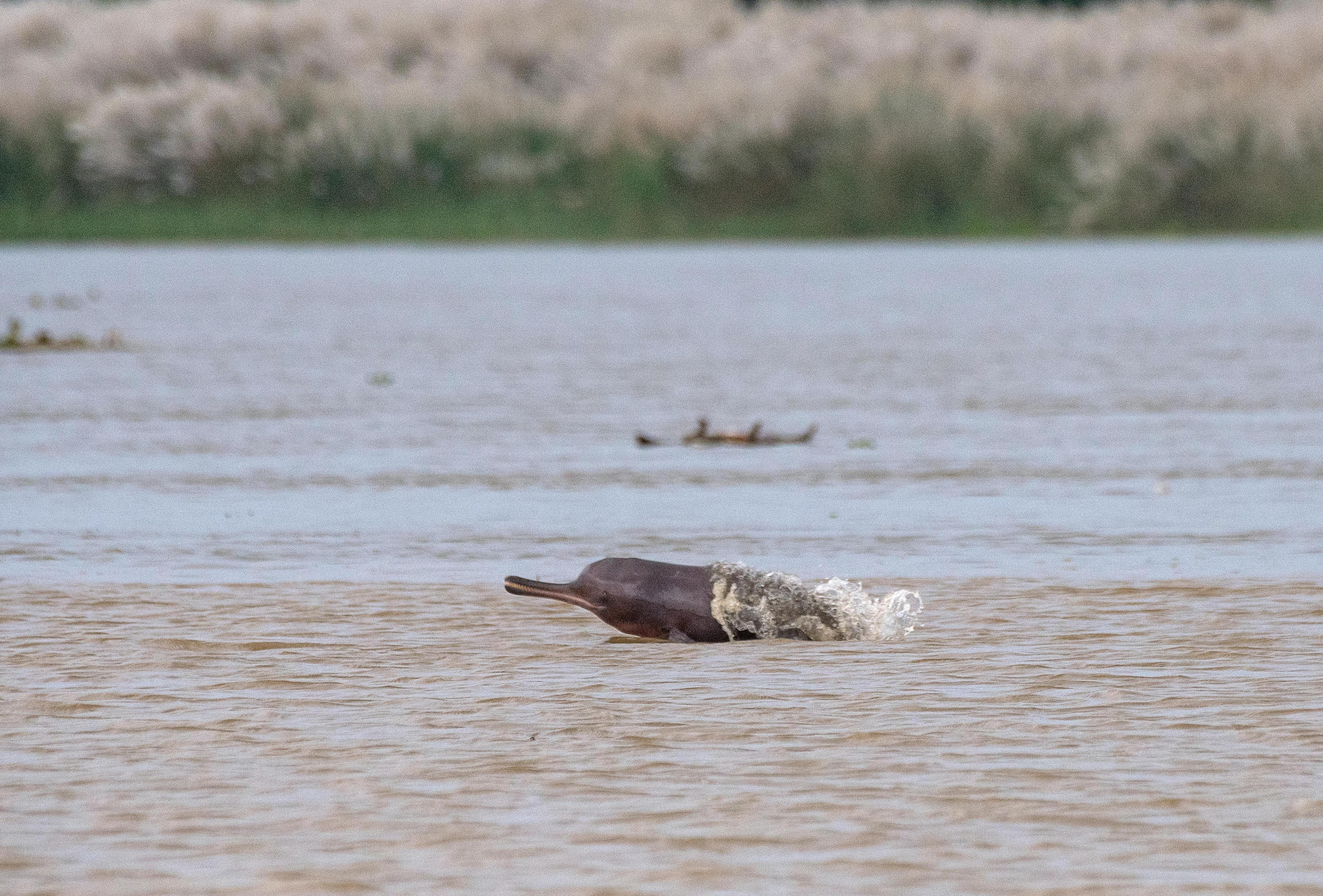Ganga river dolphin in India faces extinction | China Dialogue