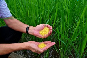 <p>China has sacked three officials for approving the testing of GM rice on school children without appropriate consent (Image copyright: &nbsp;IRRI images)</p>