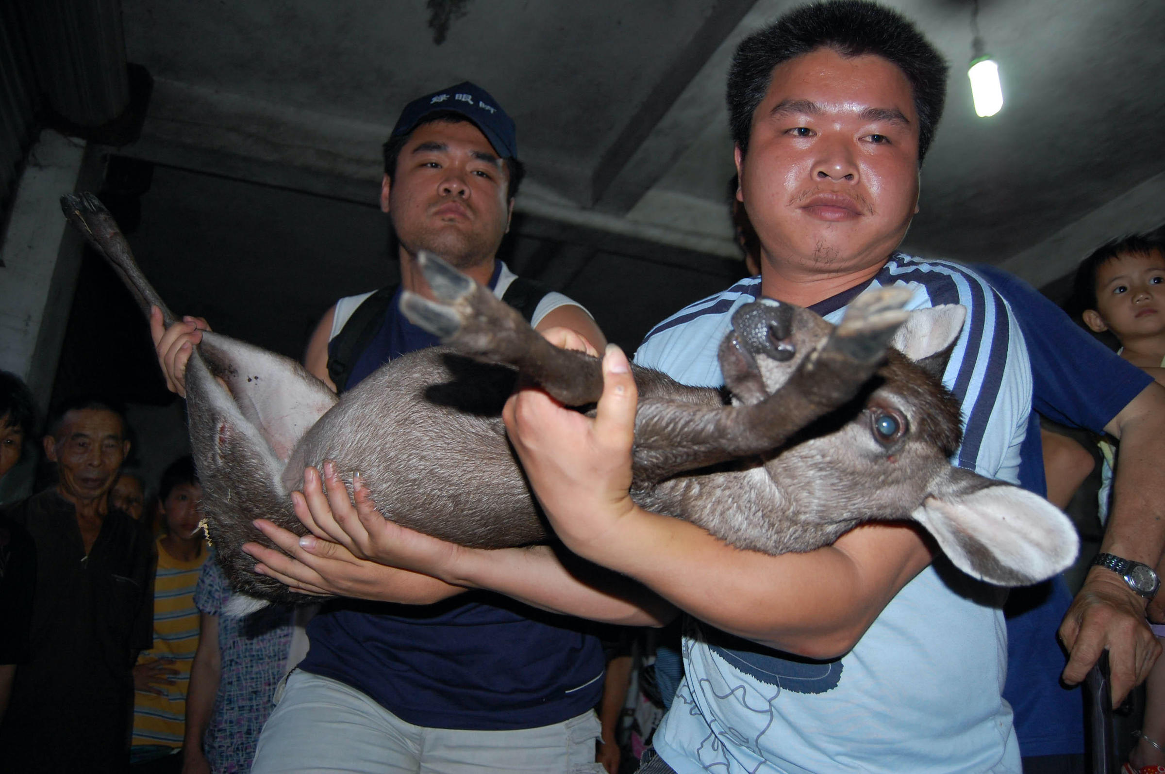 Eating habits in south China driving endangered animals to extinction |  China Dialogue
