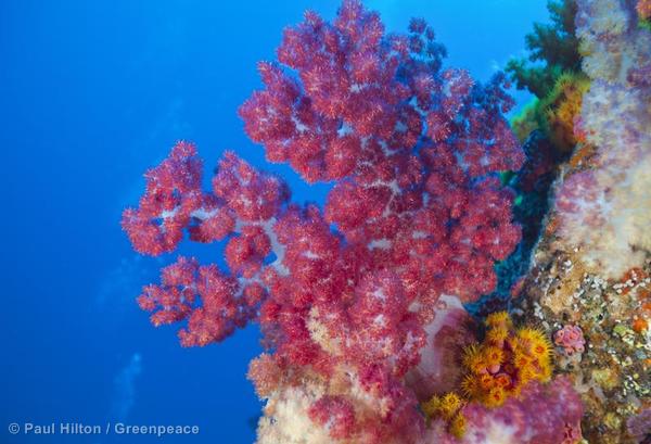 中国东南沿海珊瑚丰度30年减少80 中外对话