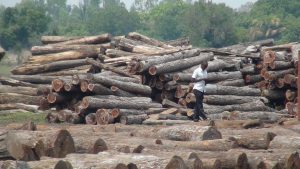 Around one half of timber imports to China from Mozambique are believed to be illegal. (Image by EIA)
