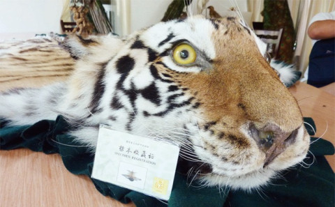 China's profitable trade in stuffed rare animals | China Dialogue