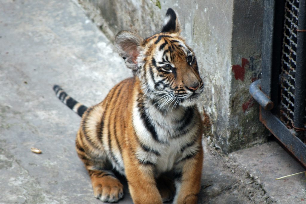 People's Daily, China on X: Two cute tiger cubs are enjoying