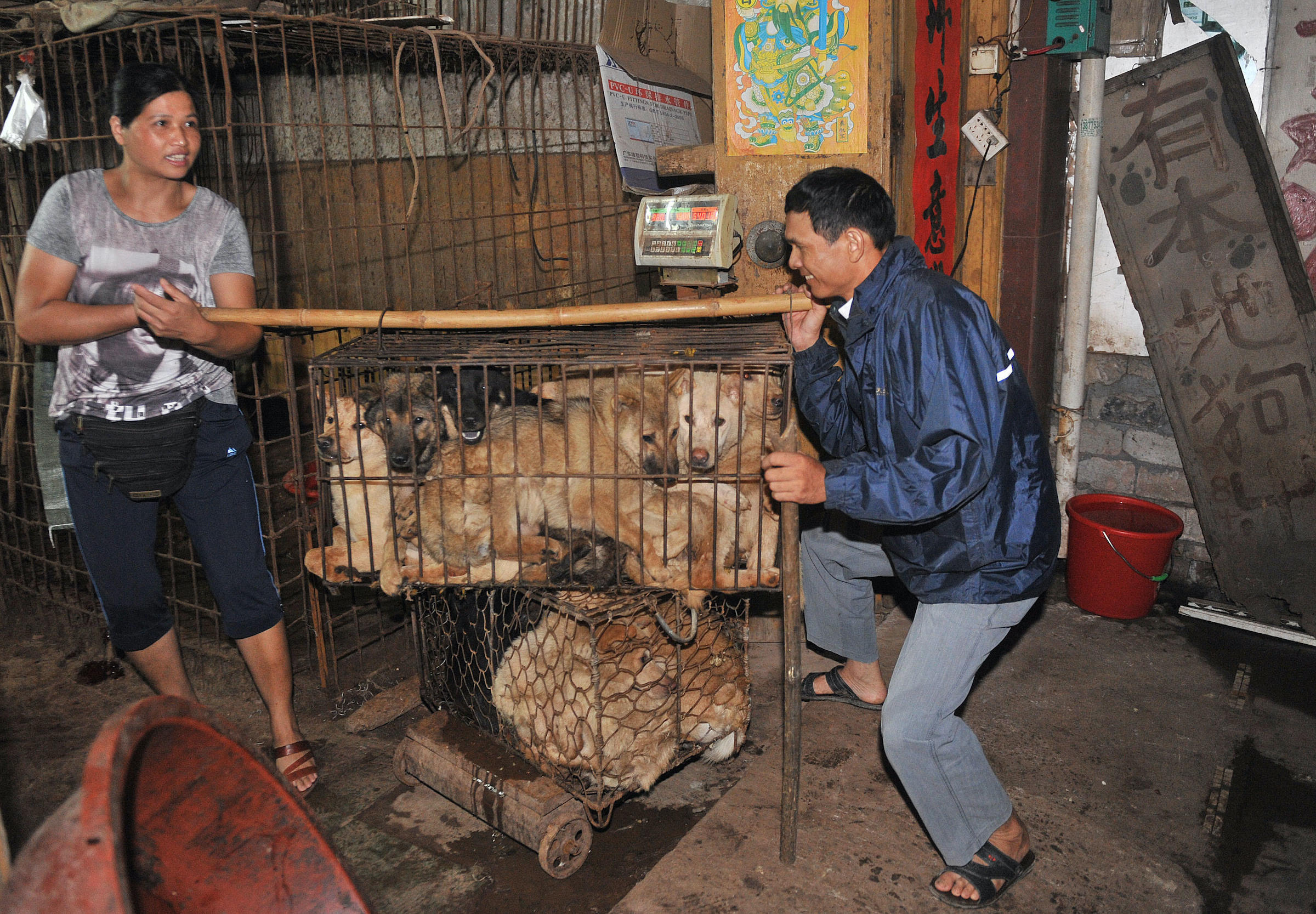 Dog meat festival: is it all about tourists? | China Dialogue