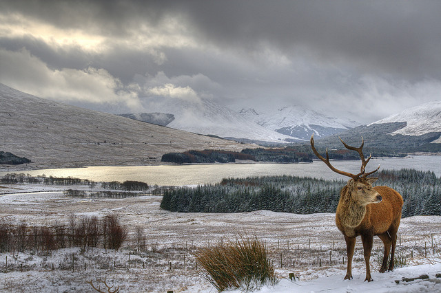 英国狩猎中国 中枪