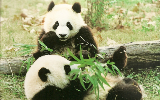 panda-population-grows-17-says-china-government-survey