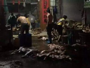 dog festival in china