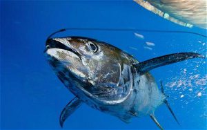 long fin tuna in a fisherie
