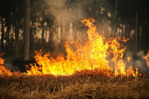 crop burning in Beijing