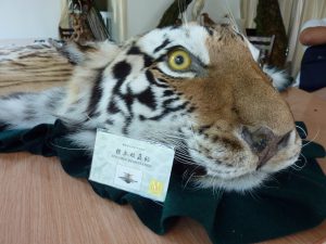 An EIA investigator was offered this tiger skin rug with a permit by an authorised taxidermist in Anhui, China in 2012. (Image from EIA)