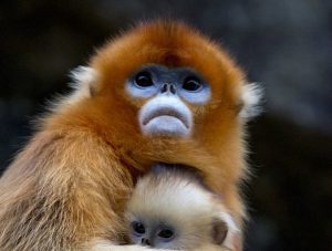 golden snub-nosed monkey