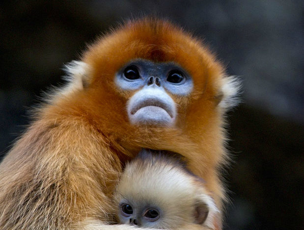 Monkeys On Mt. Emei Prefer Peanuts, According To Cute Viral Chinese  Propaganda Video
