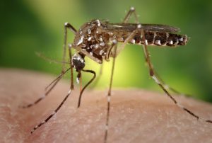 a mosquito, the transmitter of Zika virus