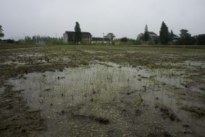 <p>The use of unprocessed wastewater for irrigation has caused a toxic rice crisis in Zhoutie town, Jiangsu province, eastern China. (Image by Wu Di)</p>