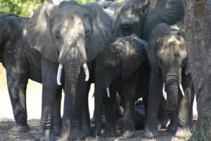 Zambia elephants