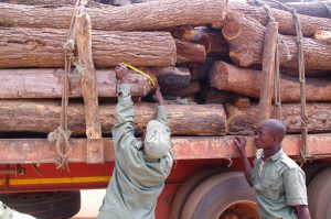 <p>Gilé National Reserve produces the best quality hardwood in the area (Image by Jean-Baptiste Deffontaines)</p>