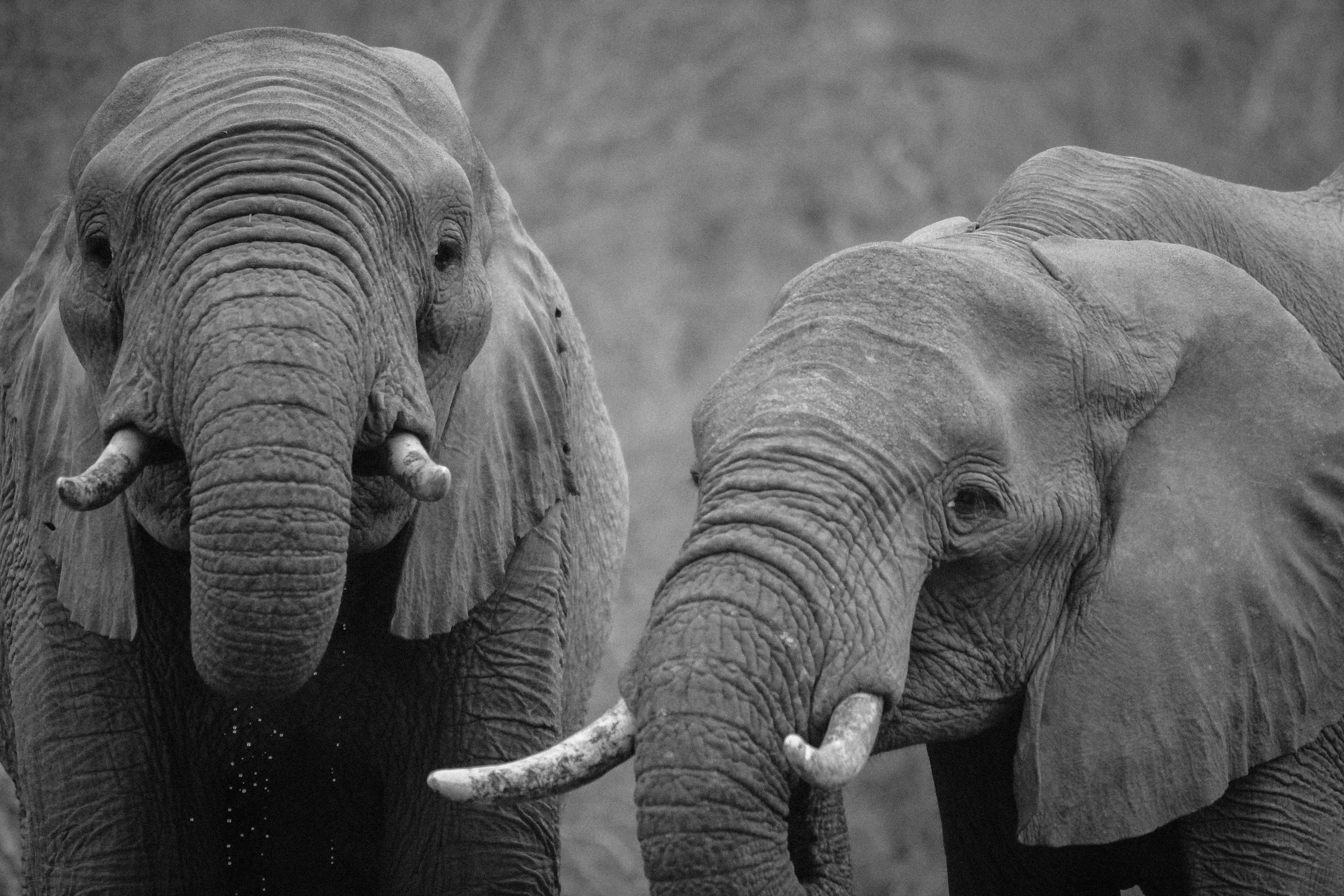 关于濒临灭绝的大象：一些关键事实