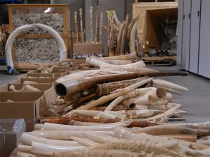 collection of ivory tusks