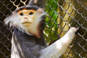 <p>Red-shanked Doucs are native to the forests of China, Vietnam, Cambodia and Laos. Protection laws to save this endangered species have not been properly enforced (Image by Toshihiro Gamo)</p>