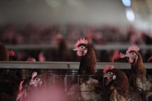<p>中国90亿只肉鸡每年耗水量高达1750亿升，相当于100万北京居民一年的用水量。图为中山市家畜市场。图片来源：Alamy</p>