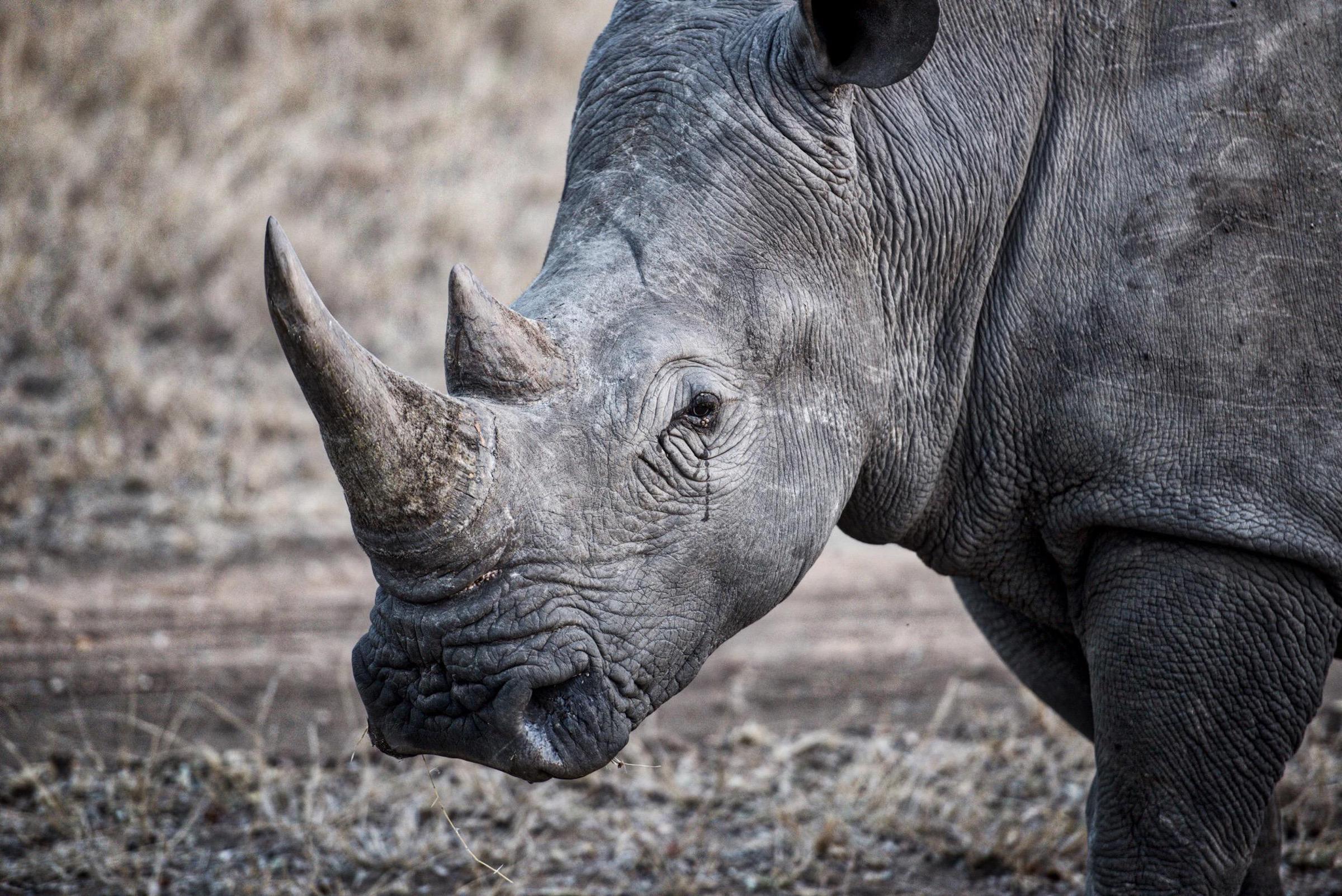 High price of rhino horn leaves bloody trail across the globe