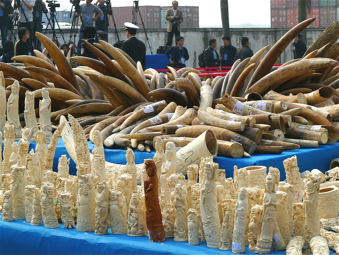 China's legal ivory trade is 'dying' as prices fall - China Dialogue