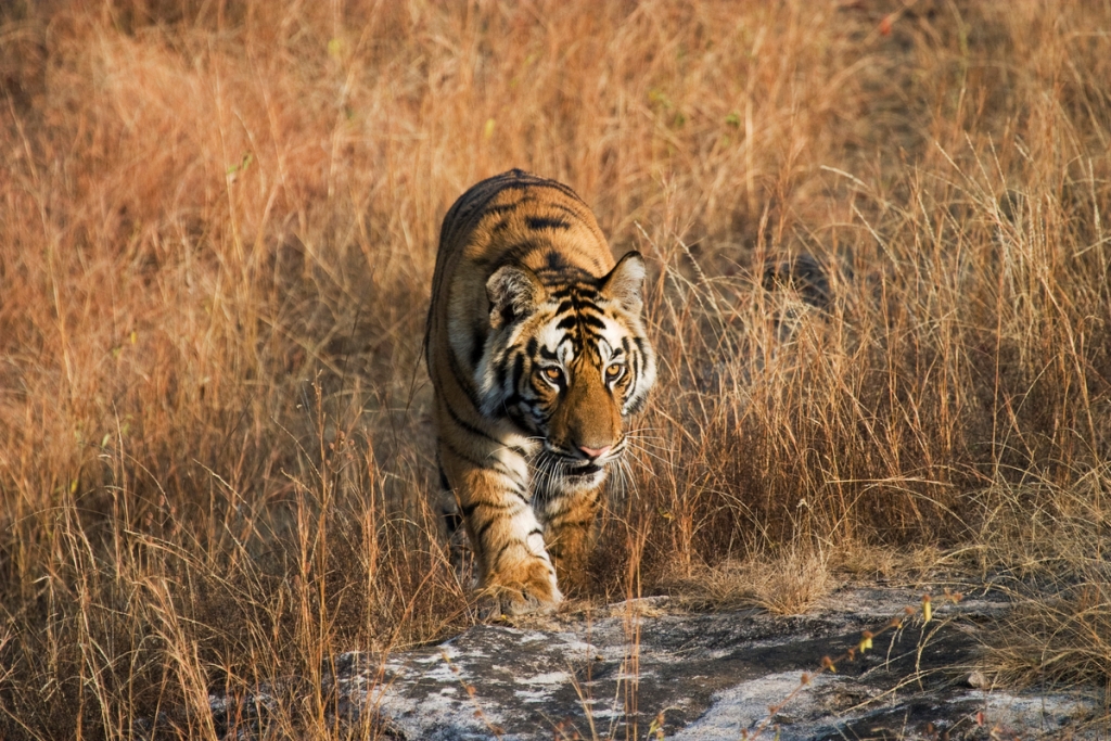 Eia China S Tiger Farms Are A Threat To The Species China Dialogue