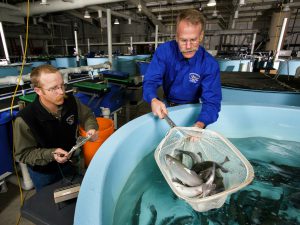 <p>Trout fed on plant-based food are captured from a tank to be weighed and measured (Image: Steve Ausmus USDA/ ARS)</p>