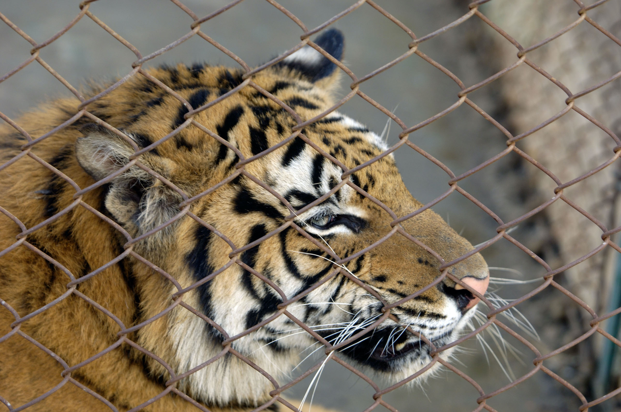 Not endangered, White Tigers in danger