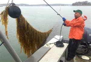 <p>Bren Smith, an ex-industrial trawler man, operates a seaweed farm in Long Island Sound, Connecticut (Image: Thimble Ocean Farm)</p>