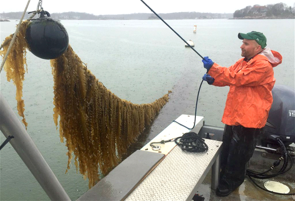 How farming giant seaweed can feed fish and fix the climate