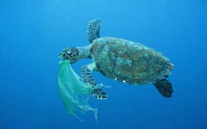 <p>每年有大约800万吨塑料垃圾进入海洋，威胁着海洋生物和人类的健康。图片来源：Alamy</p>