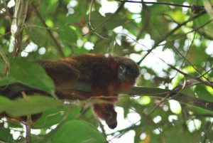 The titi Caquetá monkey, found near Sinochem’s Nogal oil block, is considered one of the 25 most endangered primates in the world (Image: Javier García)