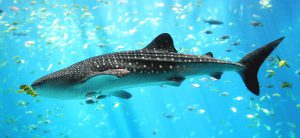 <p>鲸鲨是世界上最大型的鱼类，也是最面临灭绝危机的海洋生物。图片来源：<a href="http://en.wikipedia.org/wiki/File:Whale_shark_Georgia_aquarium.jpg">Wikipedia</a></p>