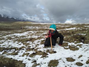 <p>卓玛央宗，33岁，在5月26日的下午寻找虫草。一场大雪往往可以带来好收成。 拍摄：王妍</p> <p>&nbsp;</p>