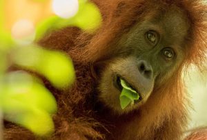 The Tapanuli orangutan,&nbsp;one of the world&rsquo;s rarest apes,&nbsp;is imperilled by a hydropower project in Sumatra, Indonesia&nbsp;(Image: Maxime Aliaga)