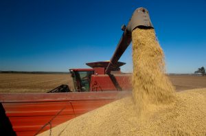 <p>Soybeans exported from Brazil to China grew 15% from January to September this year based on the same period last year&nbsp;(Image: United Soybean Board)</p>