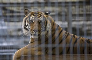 <p>China has delayed a decision endorsing the use of farmed tiger bone and rhino horn in medicine, but not reversed it (Image: Corsa)</p>
