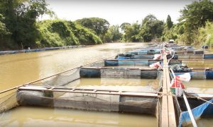 <p>蓬河上随处可见的渔业养殖网箱。图片来源：​Phornpan Seekapa​</p>