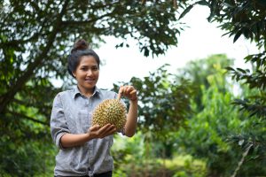 <p>While enjoying the highest price for the fruit of her hard labour, durian farmer Thanaporn Chuntopas suspects the deals with her Chinese buyers are too good to be true(Image: Nattaporn Taotogoo)</p>