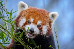<p>A red panda&nbsp;(Image: Mathias Appel)</p>