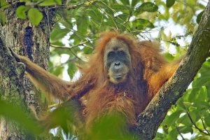 <p>An adult female Tapanuli&nbsp;orangutan (Image: Tim Laman)</p>