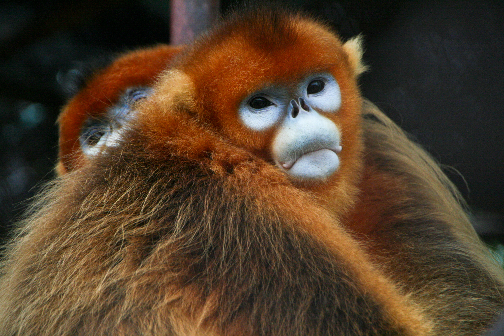 Panda Nation: The Construction and Conservation of China's Modern Icon