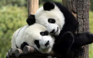<p>Once seen as an&nbsp;elusive biological oddity, the giant panda has become the world&rsquo;s most beloved animal&nbsp;(Image:&nbsp;Todorov.petar.p)</p>