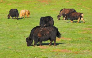 <p>Yaks grazing&nbsp;on the Zoig&ecirc;&nbsp;grasslands (Image:&nbsp;Michael Wong)</p>